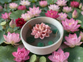 🪷 Lotus Candle – Symbol of Purity & Calm - Floral Candles | Ratna Sagarika Candles