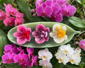 🌺 Orchid Trio Candles in a Leaf Tray - Decorative Candles | Ratna Sagarika Candles